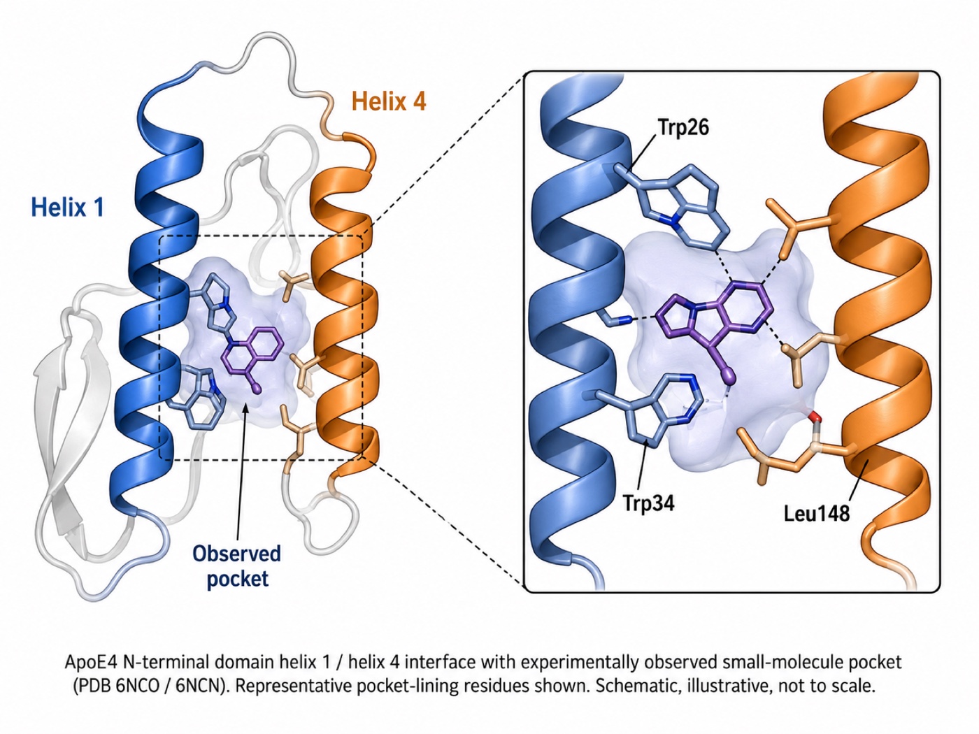 ApoE4 N-terminal domain helix 1 / helix 4 interface with the experimentally observed small-molecule pocket (PDB 6NCO / 6NCN); pocket-lining residues Trp26, Trp34, Leu148 shown with a bound ligand.